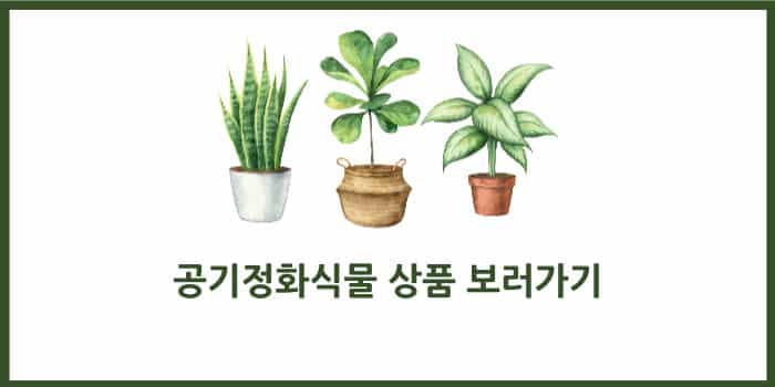 공기정화식물 반려식물 순위